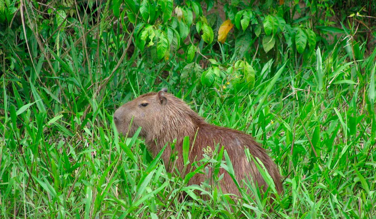 puerto maldonado